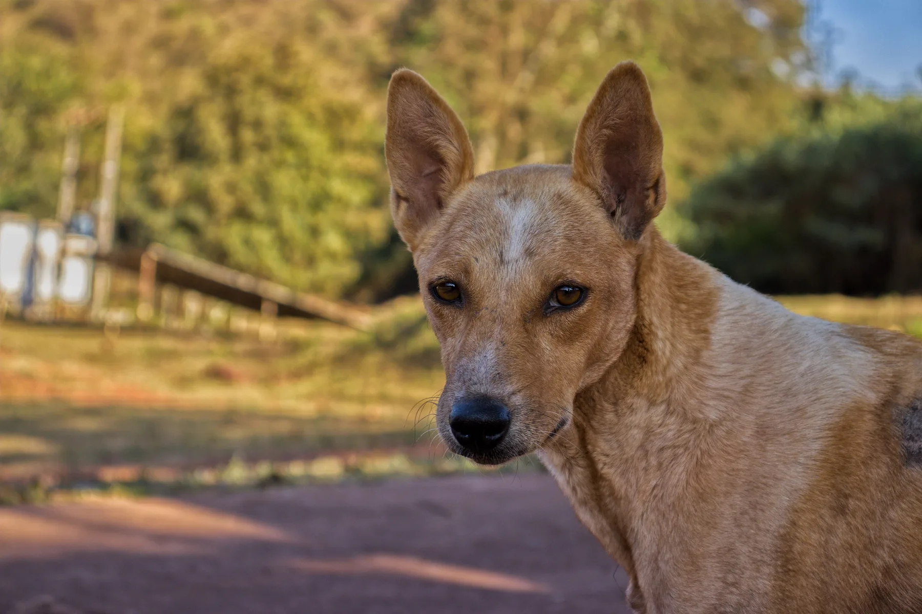 Example close portrait of a tan dog with a short coat and upright ears; the full body is outside the frame.